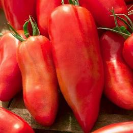 tomates  cornue des andes le kilo